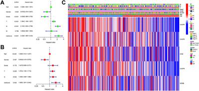 Pyroptosis-Related Gene to Construct Prognostic Signature and Explore Immune Microenvironment and Immunotherapy Biomarkers in Bladder Cancer